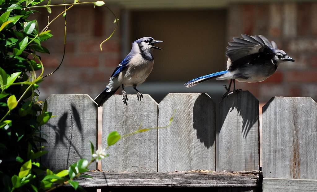 BLUE JAY FIGHT Its Only 365 Days Flickr