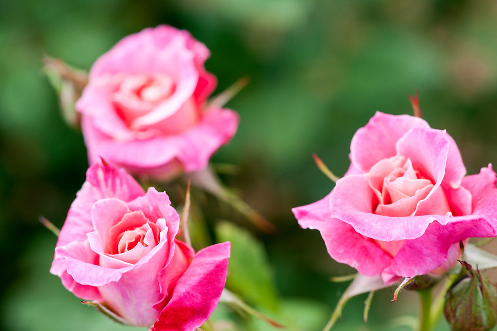 20140517_yatsurosegarden_244 Toshiaki NANBA Flickr