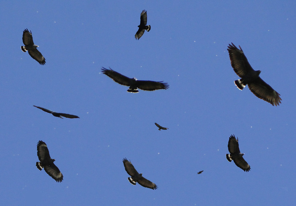 Common Black Hawks A composite of several photos of Blackh… Flickr