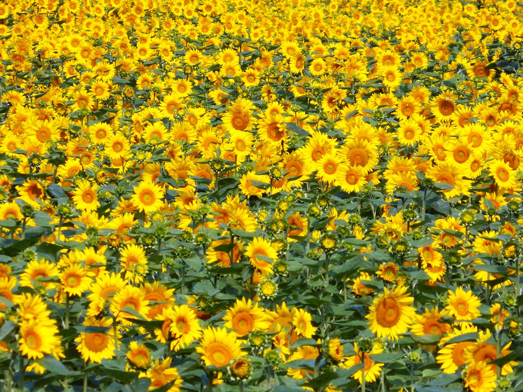 Sunflowers Essex County, Ontario B C Flickr