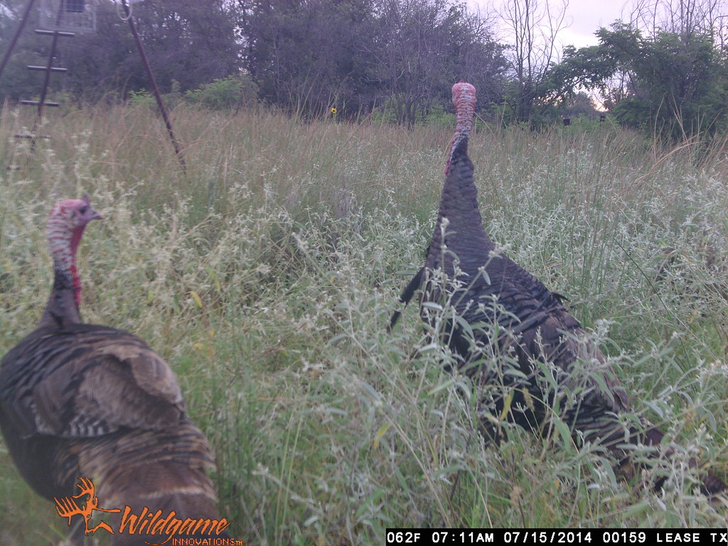 Texas Deer Lease aug 114 159 Four WillisBros Flickr