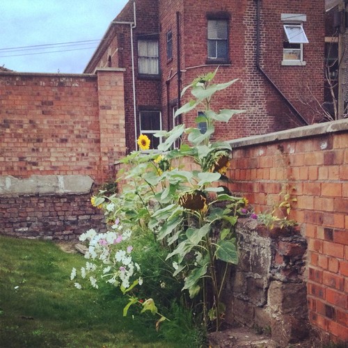Hazlehurst Gardens Runcorn As the first Old Town Bloom wi… Flickr