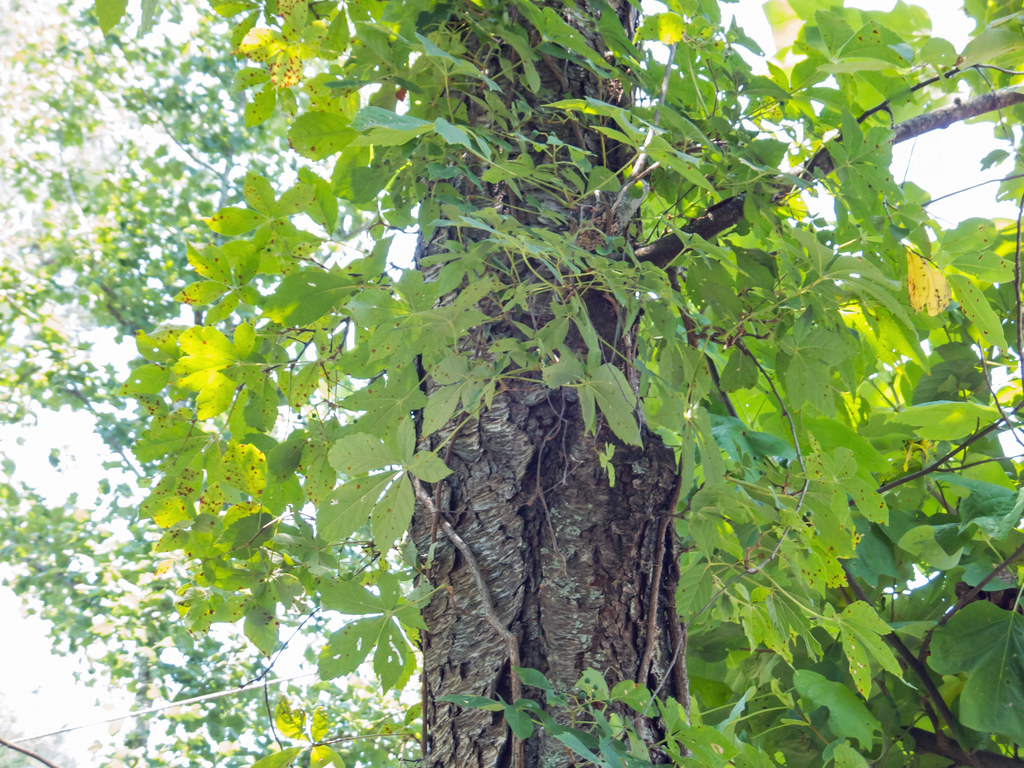 Stone Mountain41 Swallia23