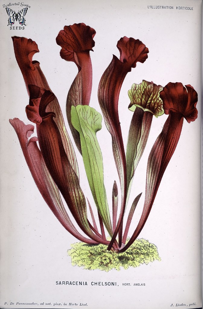 Chelson's pitcher plant. Sarracenia x chelsonii. Natural c… Flickr