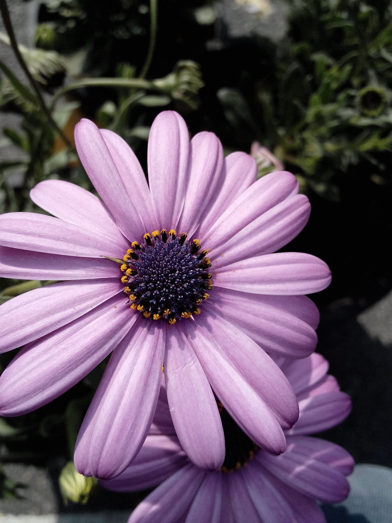 flower festival Flickr