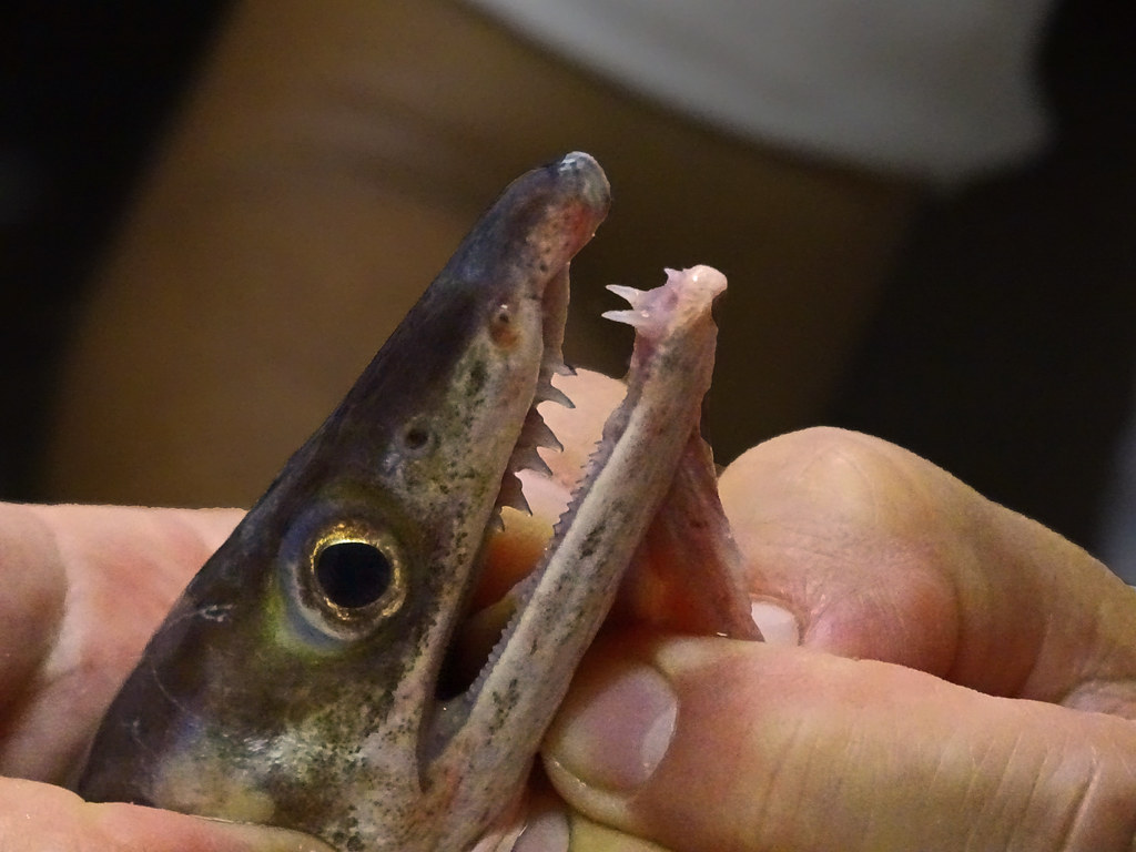 Daggertooth Pike Eel (Hamo) a photo on Flickriver