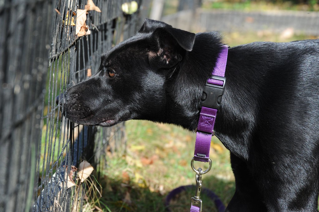 Velvet 20141014 057 Copy Velvet For the LOVE of DOGS Rescue