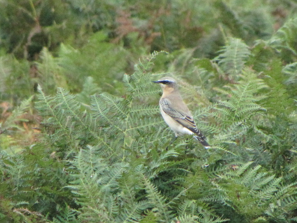 Wheatear moor nr Arthur's stone Reynoldston grahamedenney Flickr