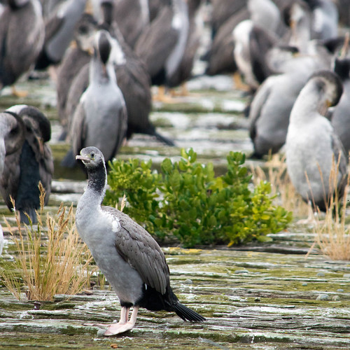 Bird colony On the sea front in Oamaru (South Island, NZ) Laura
