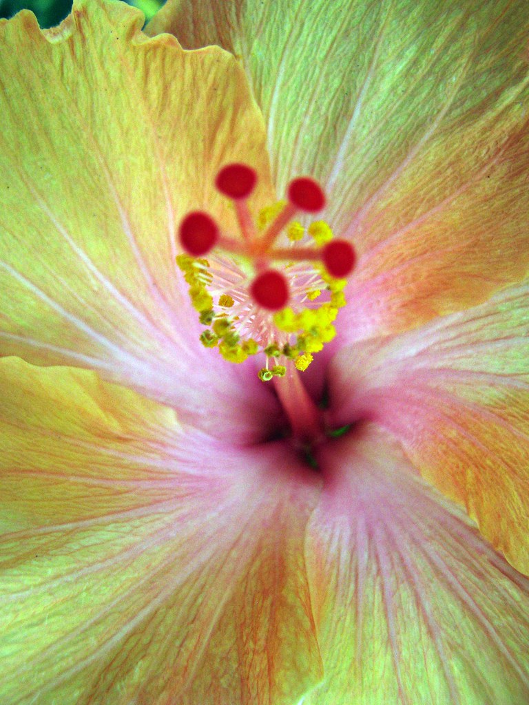Bright Hibiscus San Diego Mission De Alcala Photofinish 2009 Flickr