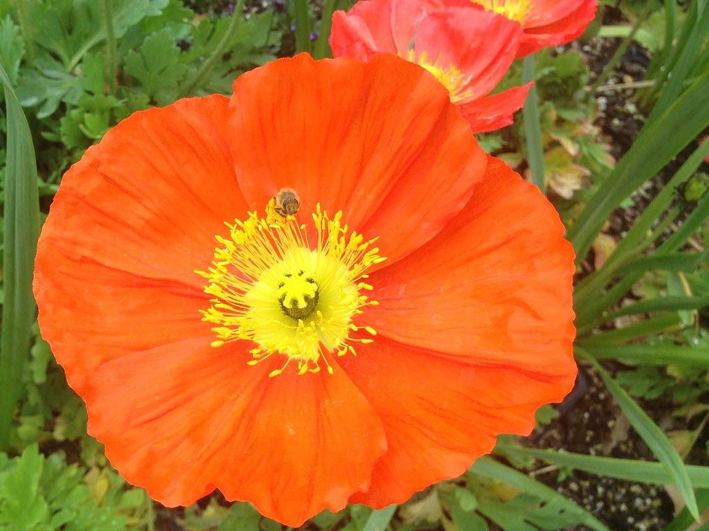 Big Poppies Hamilton Gardens Alan Levine Flickr