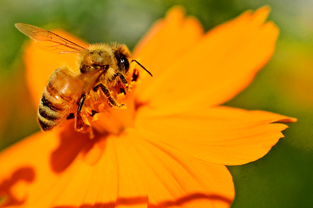 Japanese Honey Bee on Sulphur Cosmos / 黄花コスモスにとまるニホンミツバチ Flickr
