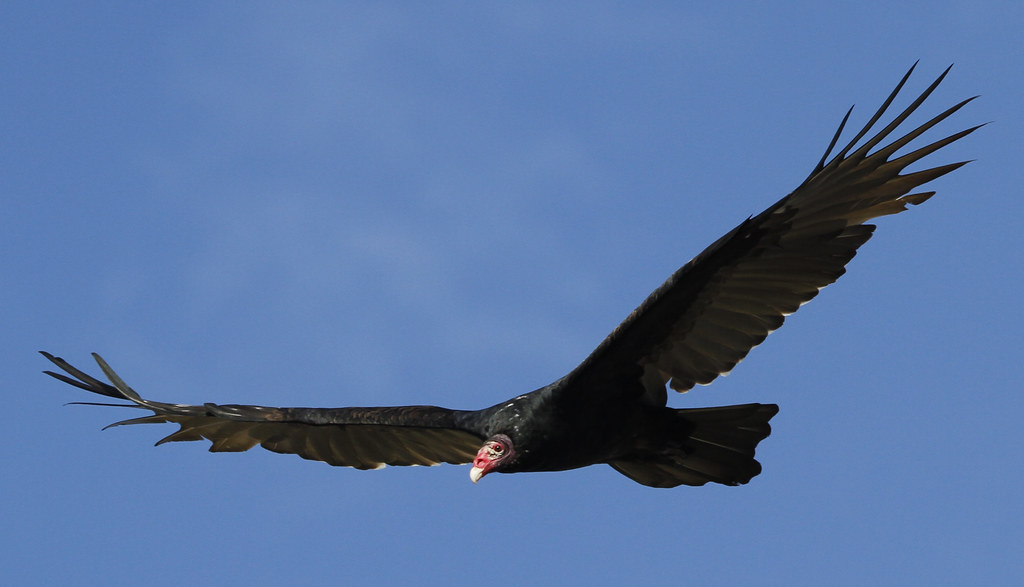 Turkey Vulture English Name Turkey Vulture Scientific Nam… Flickr