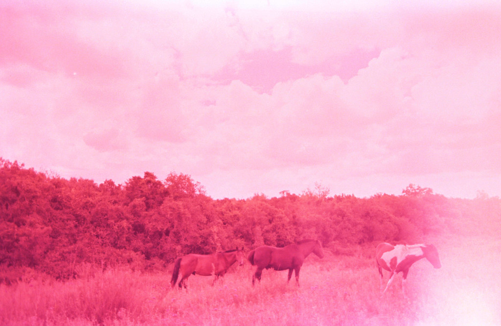 canon ae1 + lomo x tungsten 64 Bettina Wieth Flickr