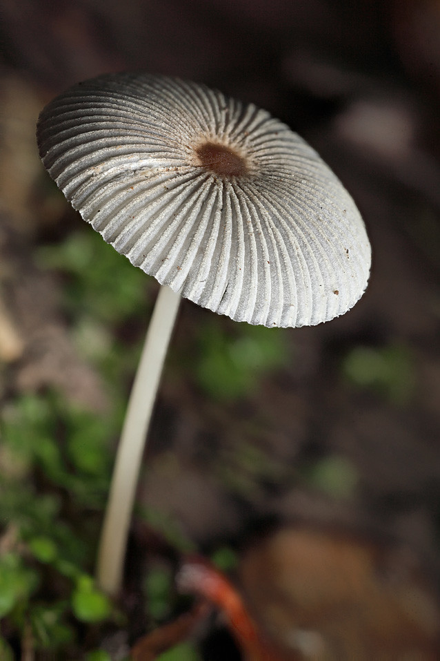 Parasol mushroom 3 Parasol mushroom. full flash. Focus st… Flickr