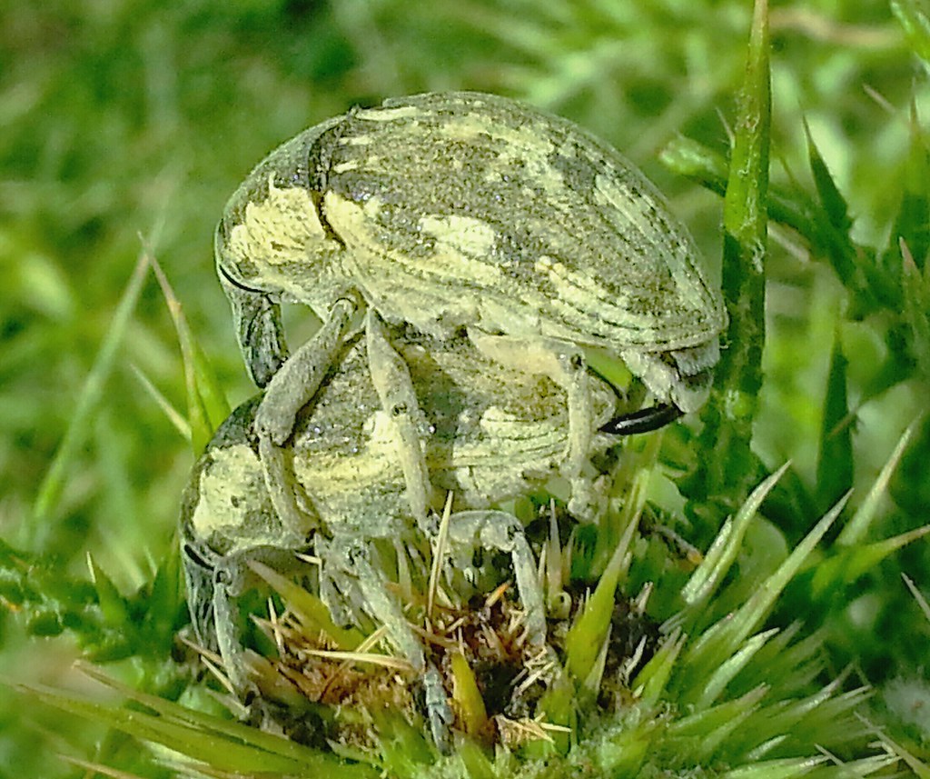 Natural mating... macro nature Ema T. Golan Nathanson Flickr