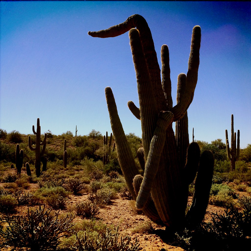 Saguaros Black Canyon Trail K e v i n Flickr