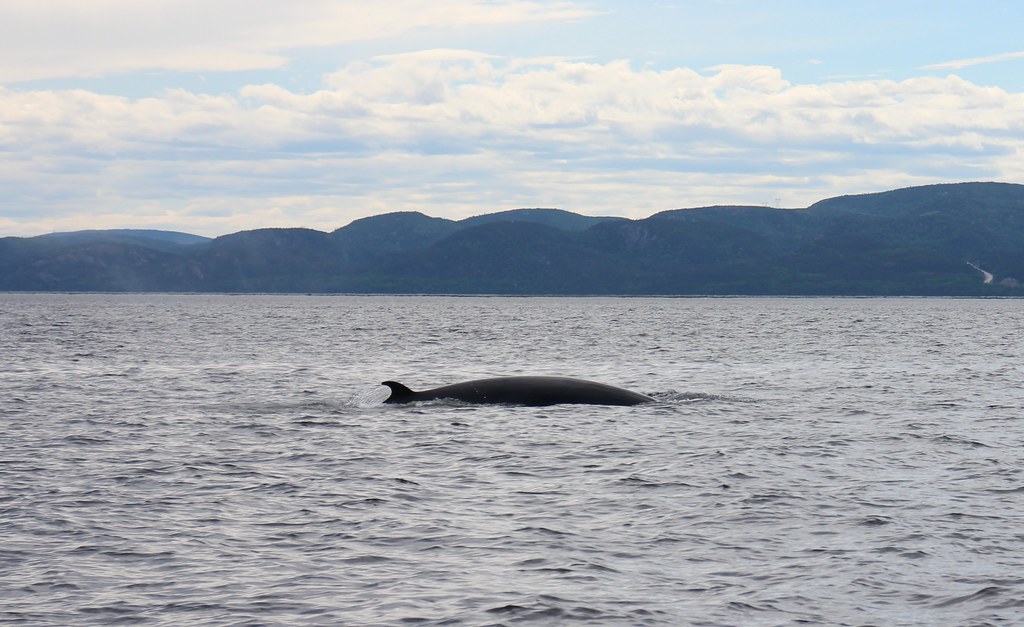 Whale Watching at SaguenaySt. Lawrence Marine Park, Baie… Flickr