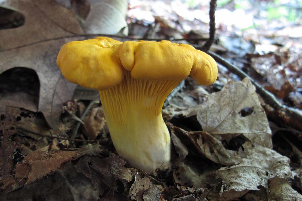 Cantharellus roseocanus / Chanterelle commune SaintFranço… Flickr