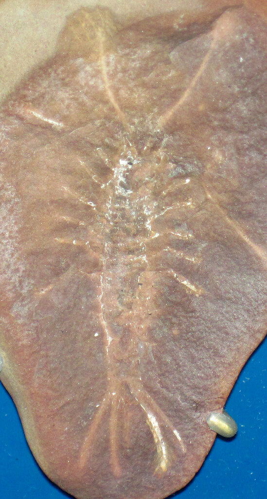 Acanthotelson stimpsoni (fossil shrimp) (Mazon Creek Lager… Flickr