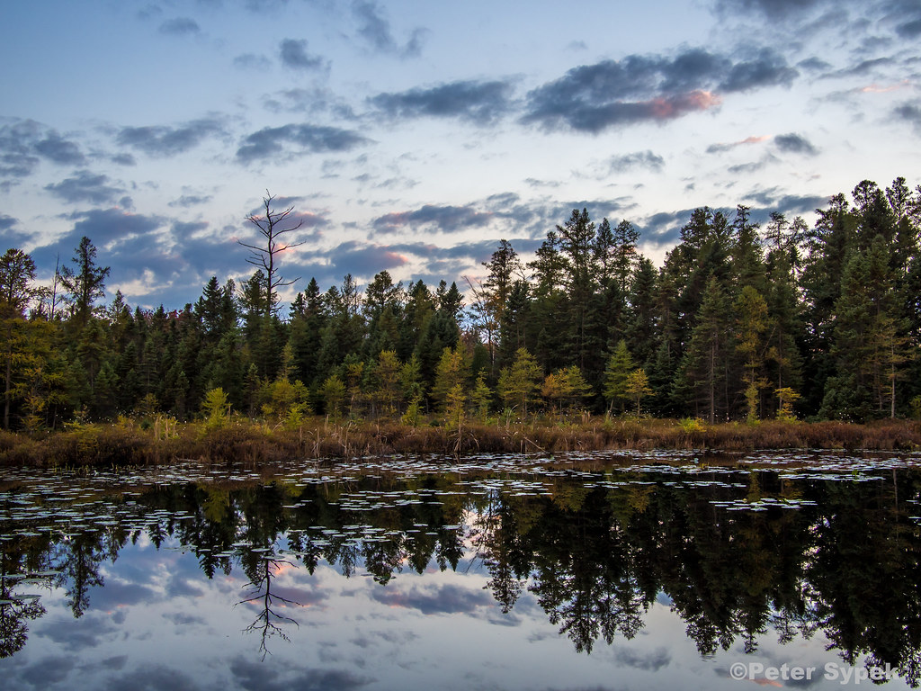 Bog Sifton Bog, London, Ontario Peter Sypek Flickr