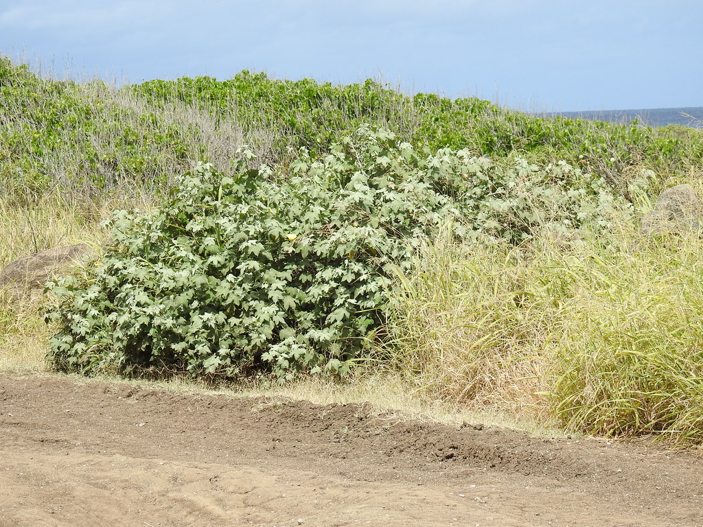 Ma'o or the Hawaiian Cotton plant At the Mokule'ia Section… Flickr