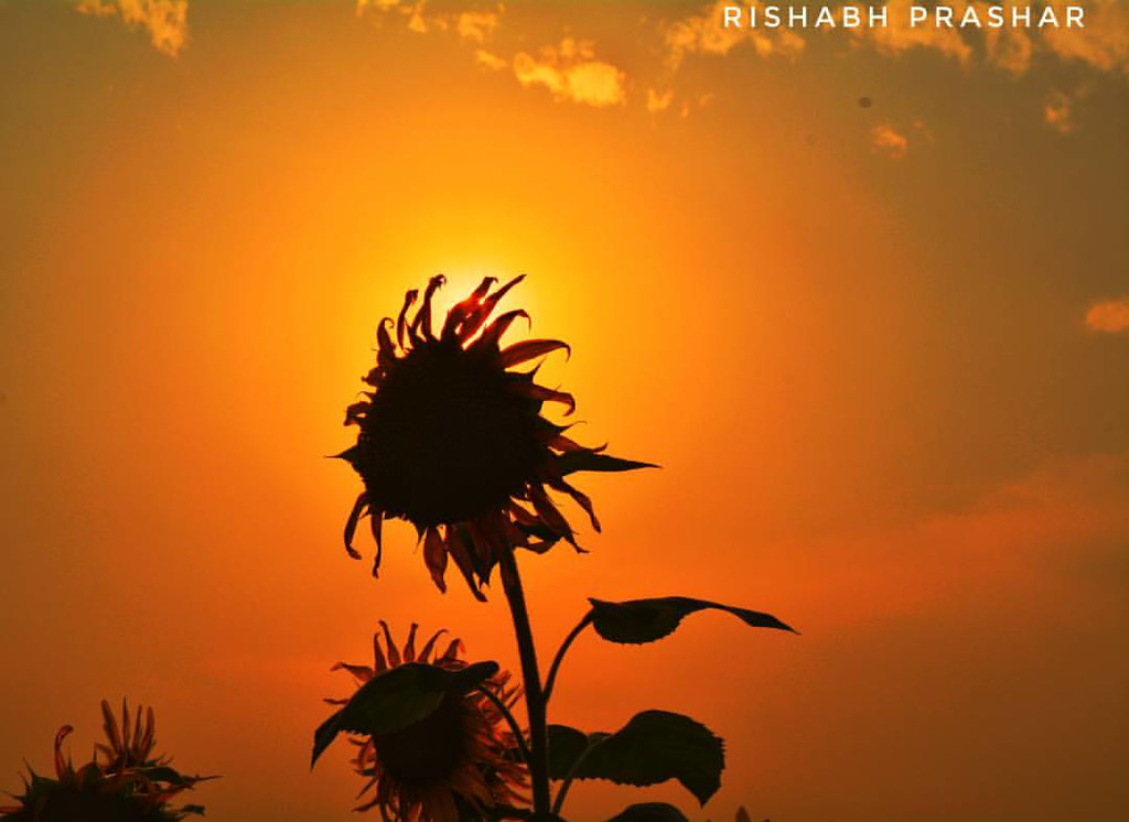 Beautifull sunset .vo bhee sunflower ke peche...h… Flickr