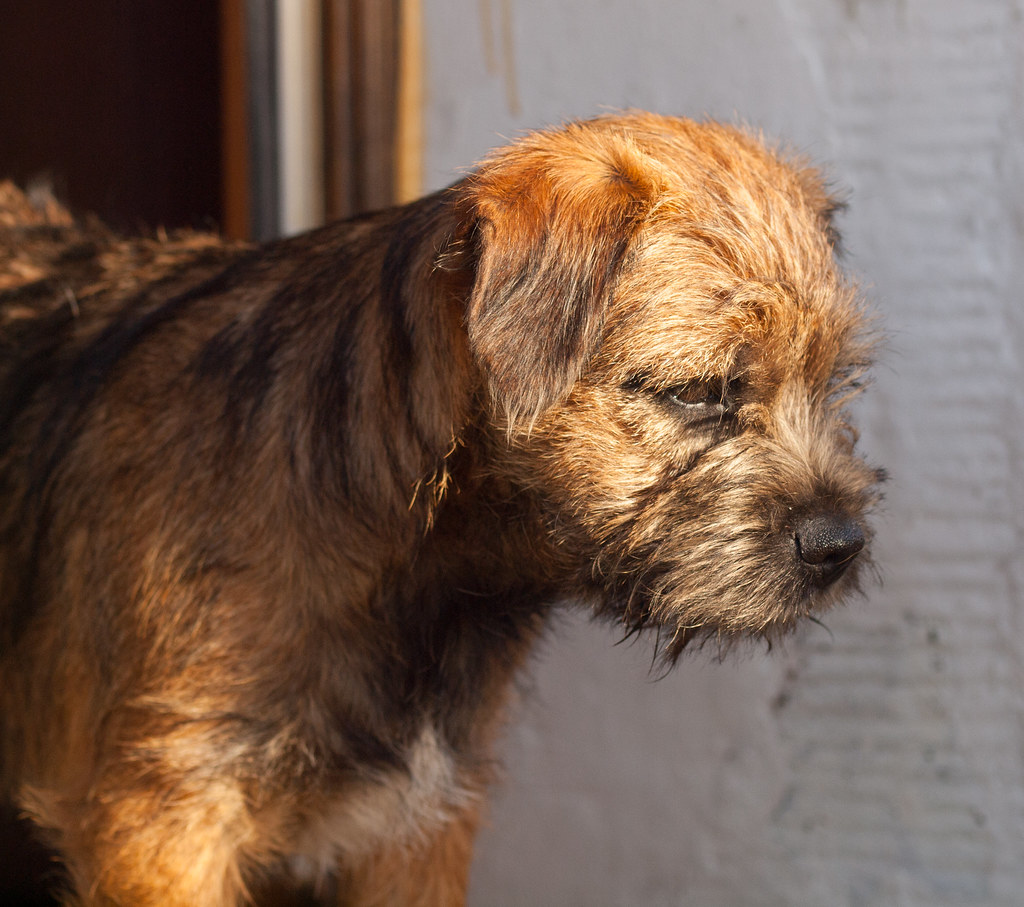 Fred the border terrier Olympus digital camera Flickr