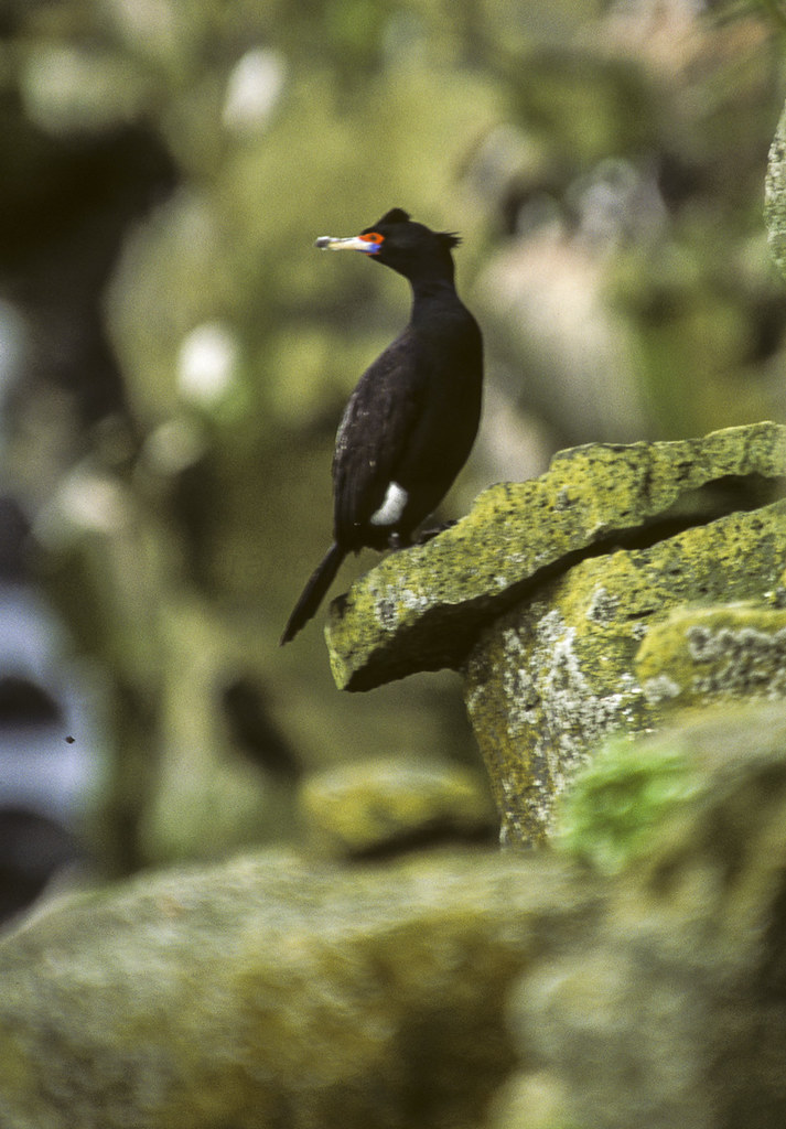 Redfaced Cormorant Alaska 980018 Francesco Veronesi Flickr
