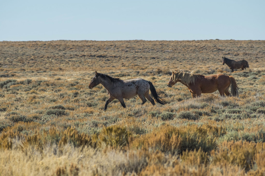 20141003K387 Wild horses near Rock Springs Wyoming Larry Tipton