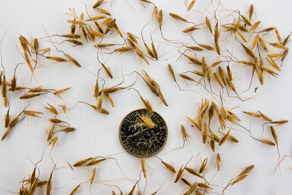 nutans (Yellow Indian Grass) Seeds A Guide to … Flickr