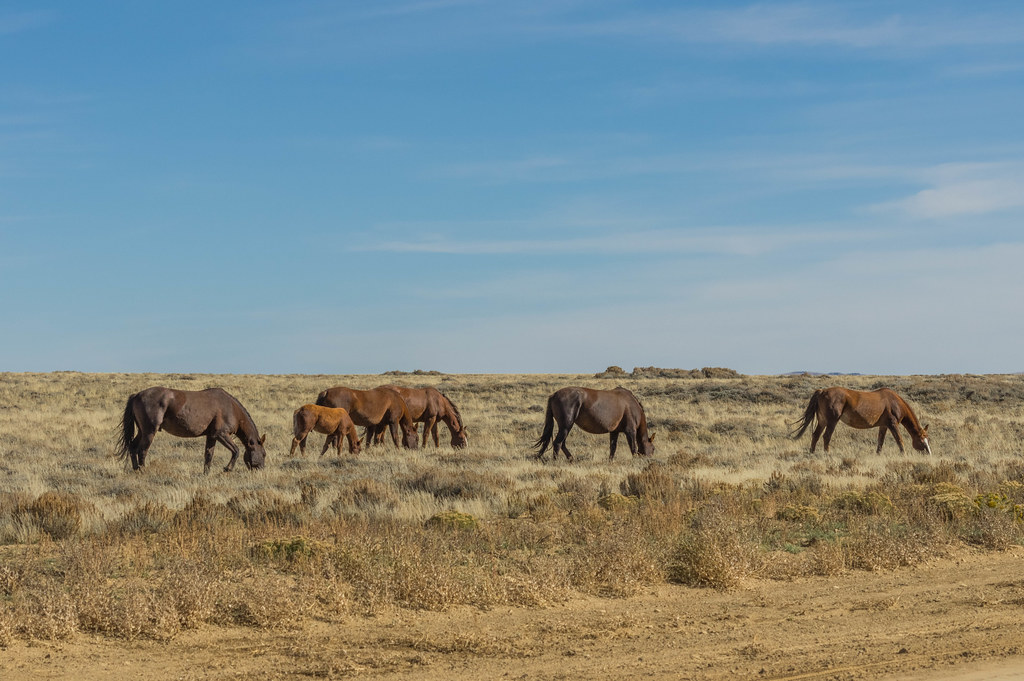 20141003K364 Wild horses near Rock Springs Wyoming Larry Tipton