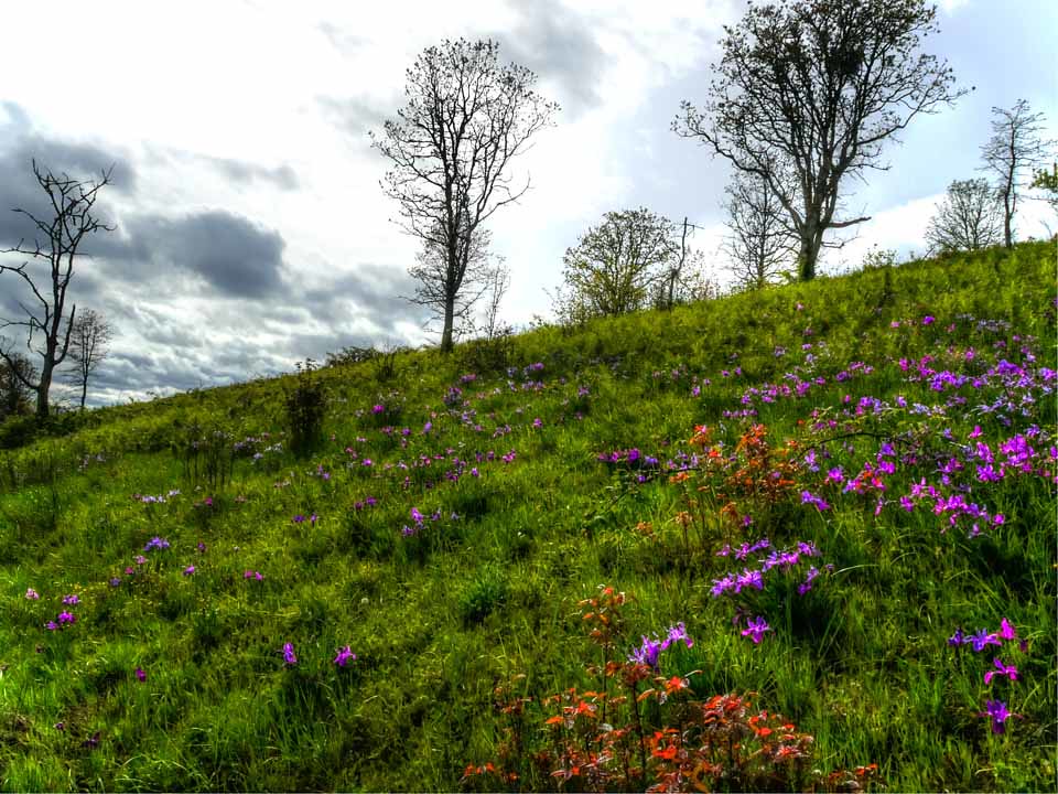 Wildflowers at Finley Refuge Oregon Scenic Landscape and W… Flickr
