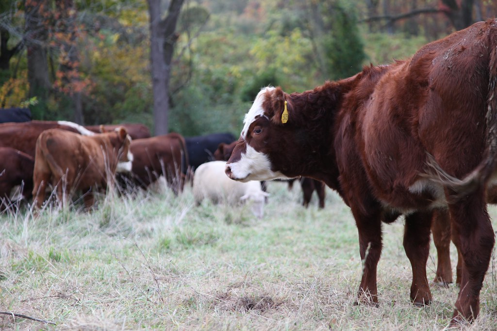 Tullamore Farms at Irma Wilson blog