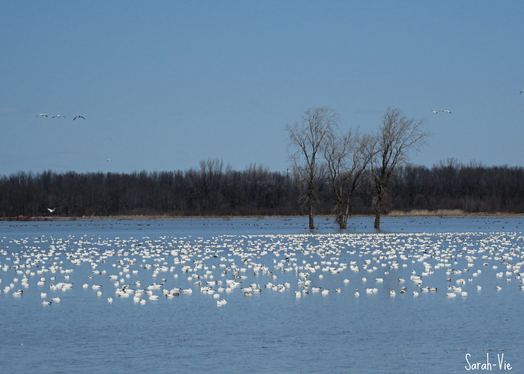Oies des Neiges Baie du Febvre SarahVie Flickr