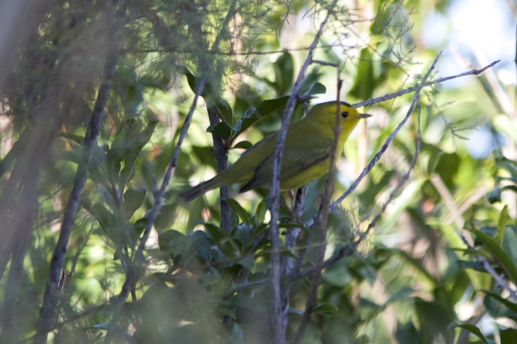 Lubbock Birding 9/27/14 Flickr