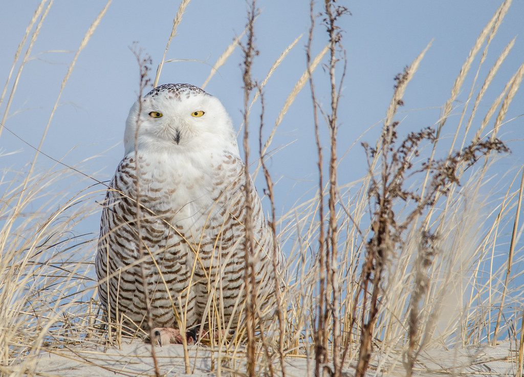 Snowy Owl Snowy Owl at Island beach State Park in NJ. Harry Collins