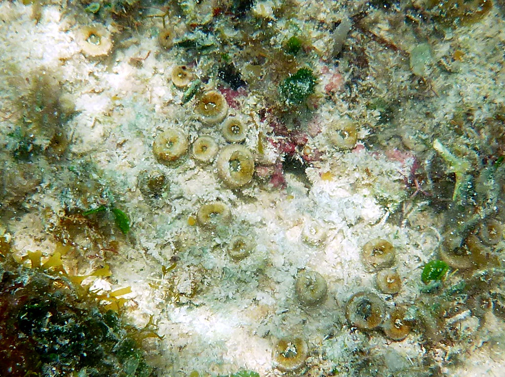 green zoanthids closed indian key, florida james w knox Flickr
