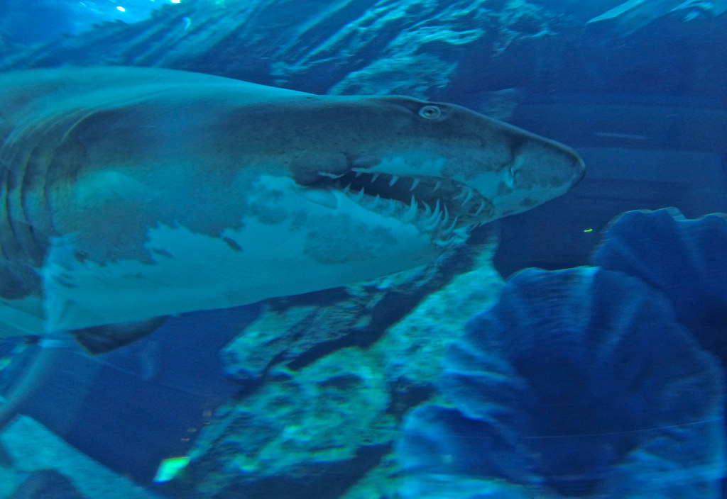 Dubai's Shark *Photo taken at the Dubai Aquarium in Dubai,… N