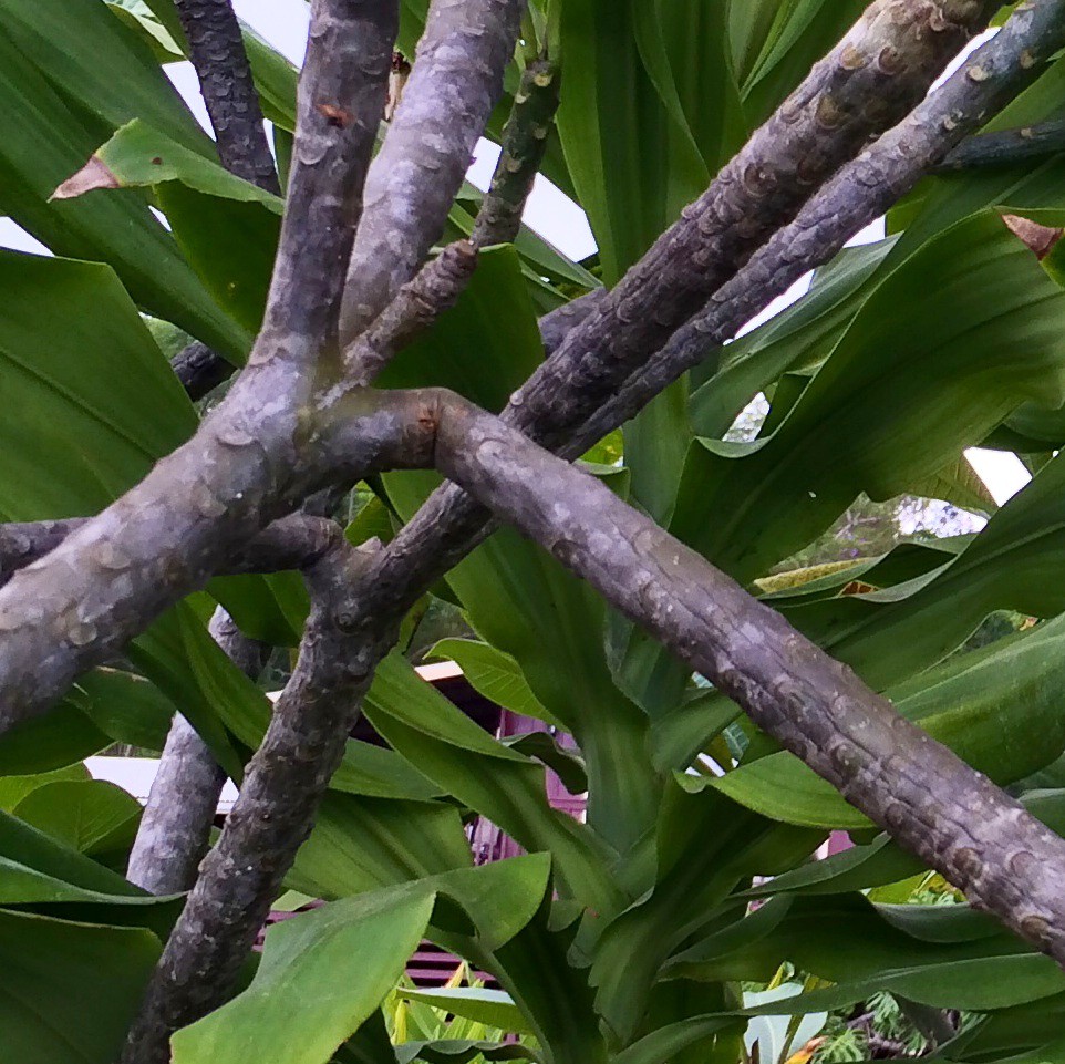 Plumeria Adaptations at Alice Rodriguez blog