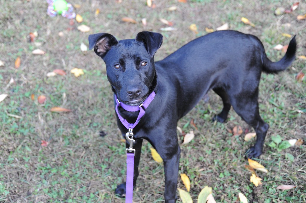 Velvet 20141014 017 Velvet For the LOVE of DOGS Rescue Flickr