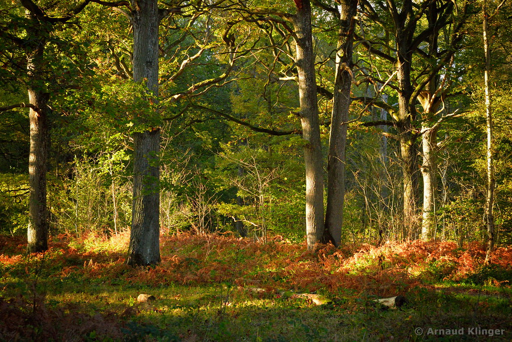 Fall is the spring of winter Like the page below to follow… Flickr