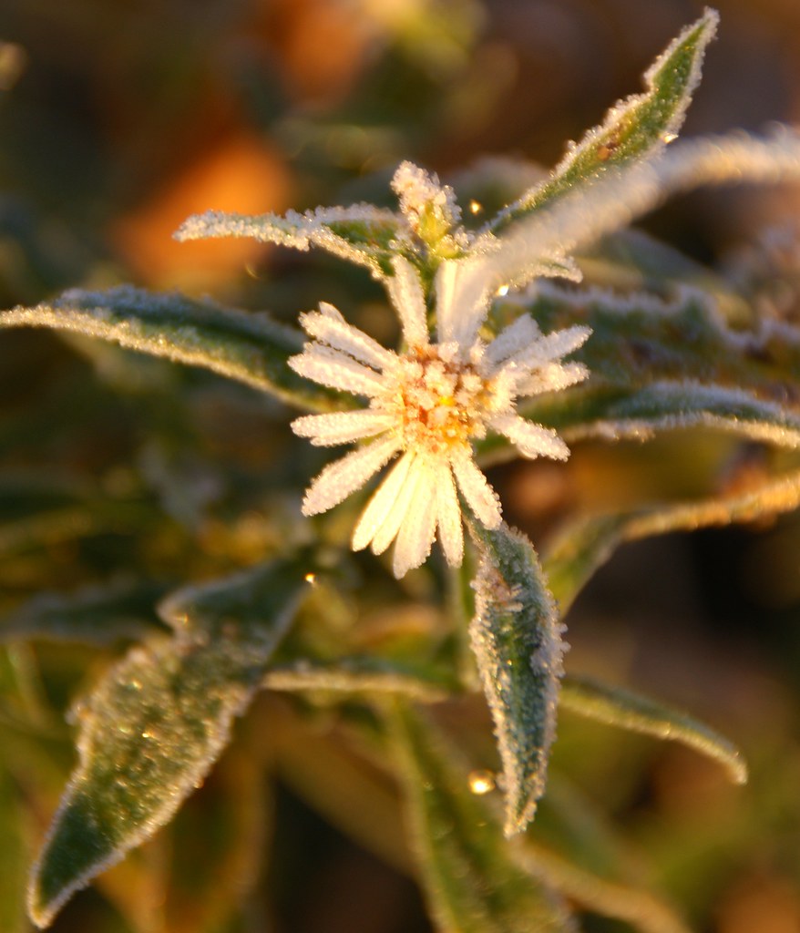 Frosty Fall Nature Burlington Flats NY silviadc Flickr