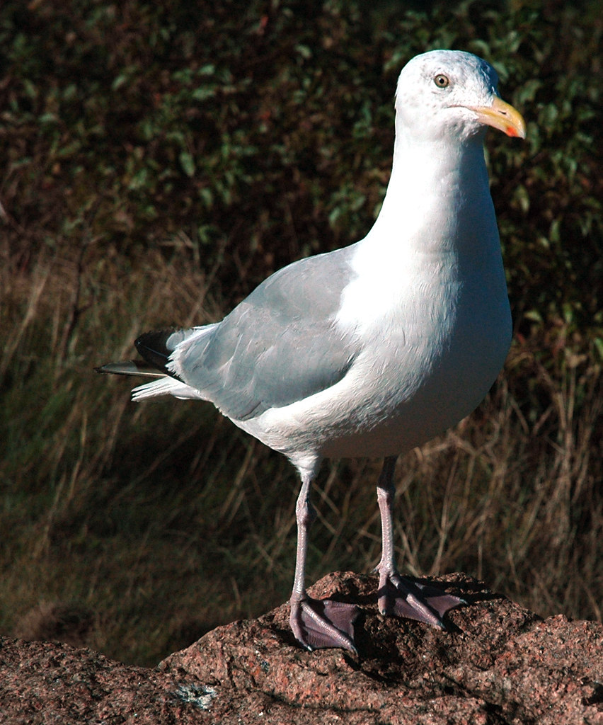Larus argentatus smithsonianus (American herring gull) (Mt… Flickr