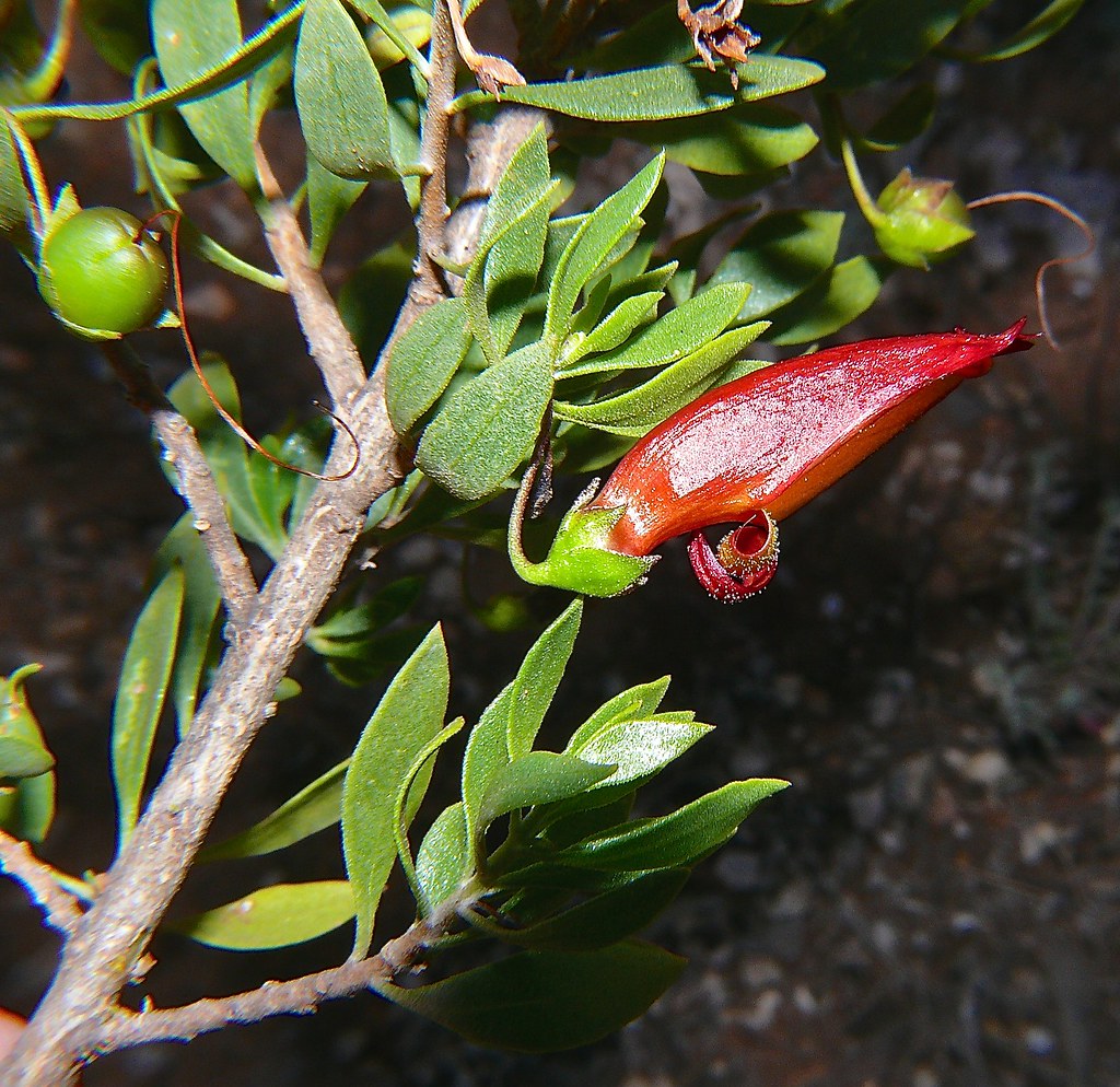 Red flower Emu Bush eremophila maculata Nullabor WA P11307… Flickr