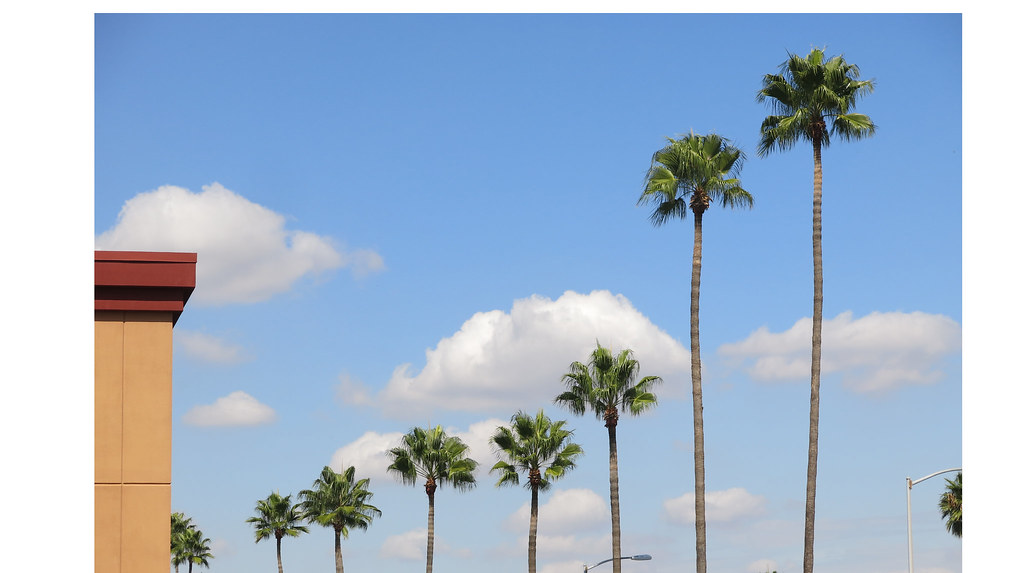 the palm trees and the strip malls sacramento, californi… Flickr