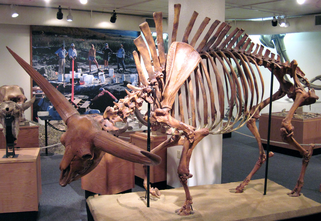 Bison latifrons fossil buffalo (Pleistocene; North America… Flickr