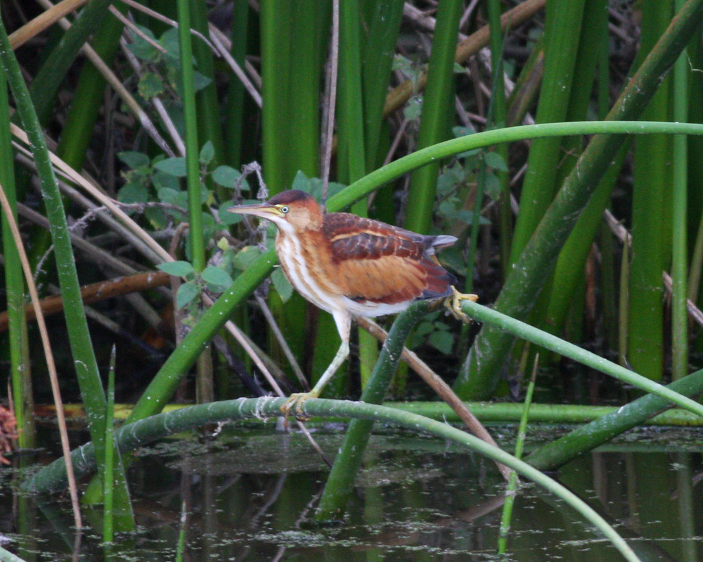 Least Bittern_Oso Flaco_7047 Finally. I saw one at Oso Fla… Flickr