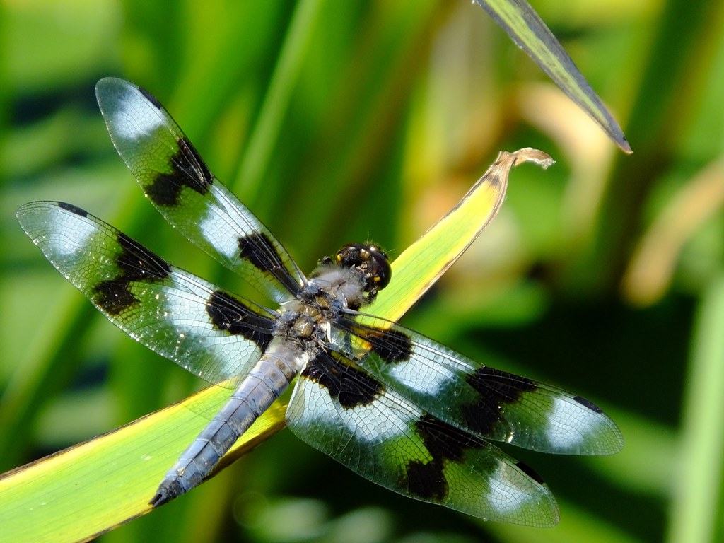 Black and White Dragonfly 365 day 174 seen along the edge … Flickr