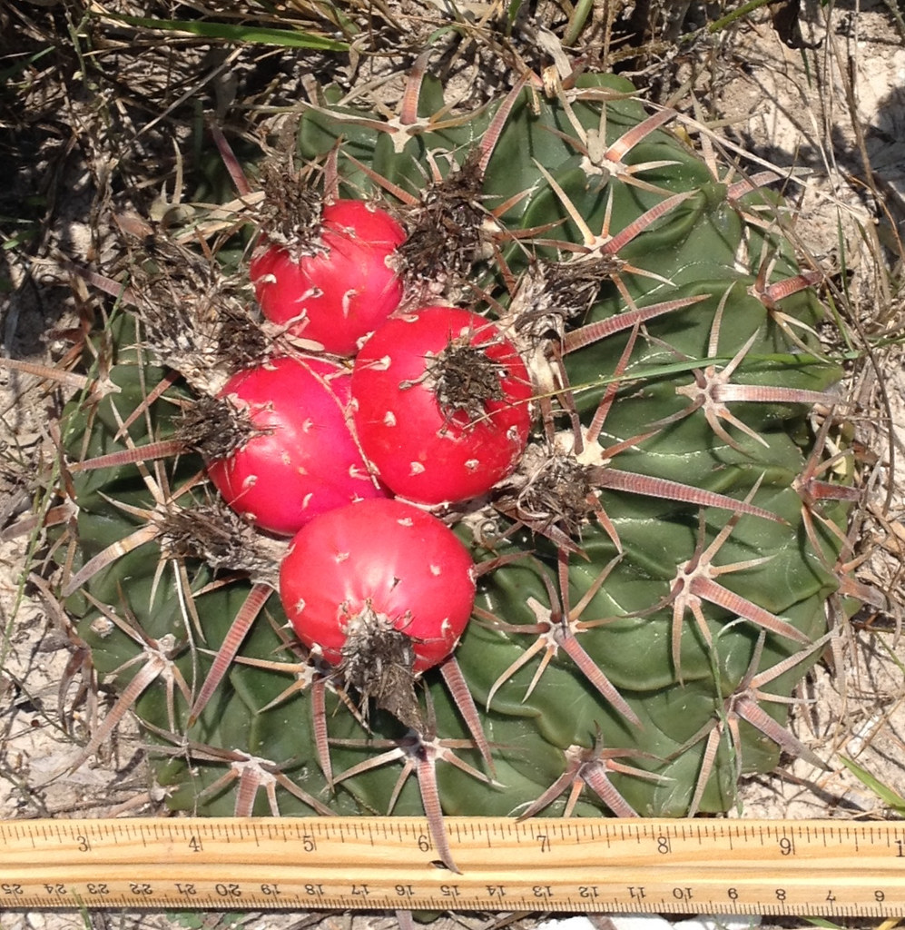 Cactus Horse Crippler Dr. Mark Merriwether Vorderbruggen Flickr